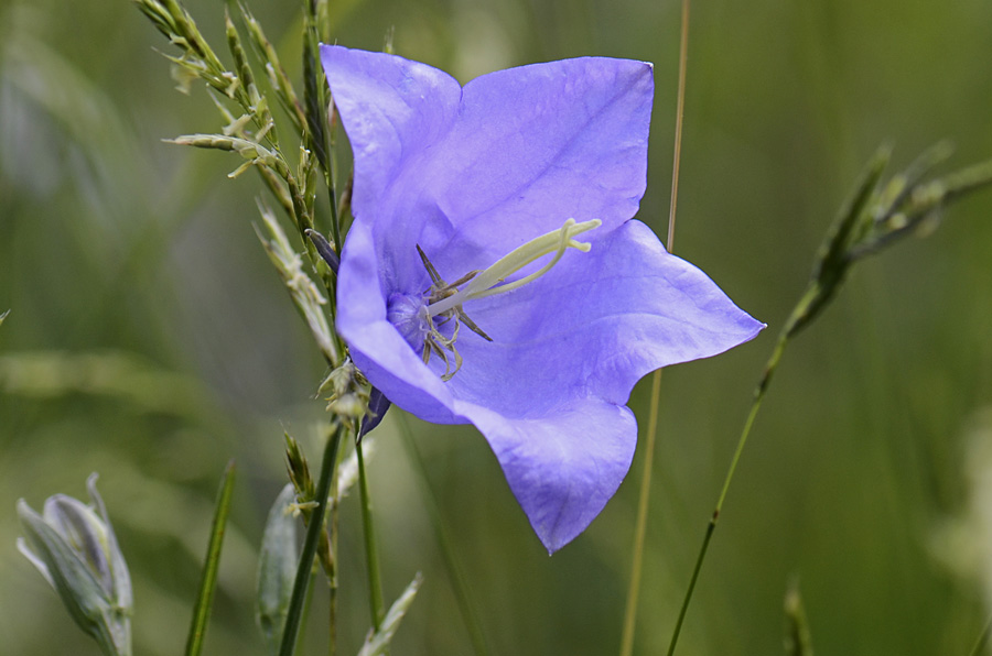 Campanula persicifolia / Campanula a foglie di pesco